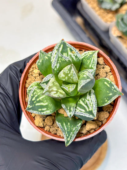 Haworthia Dojakudai Cobbledon (wa4) (9) | Easy Care Succulent