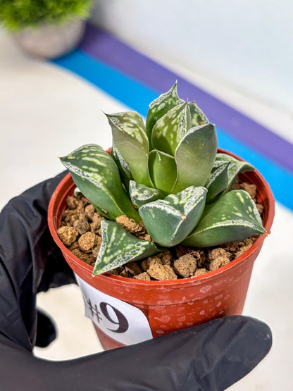 Haworthia Dojakudai Cobbledon (wa4) (9) | Easy Care Succulent