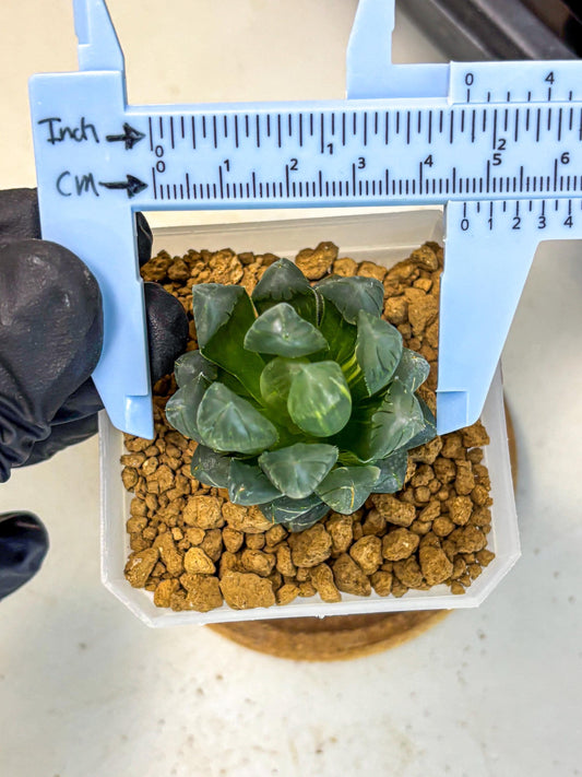 Haworthia Obtusa Ice Light (wa4) (11) | Easy Care Succulent