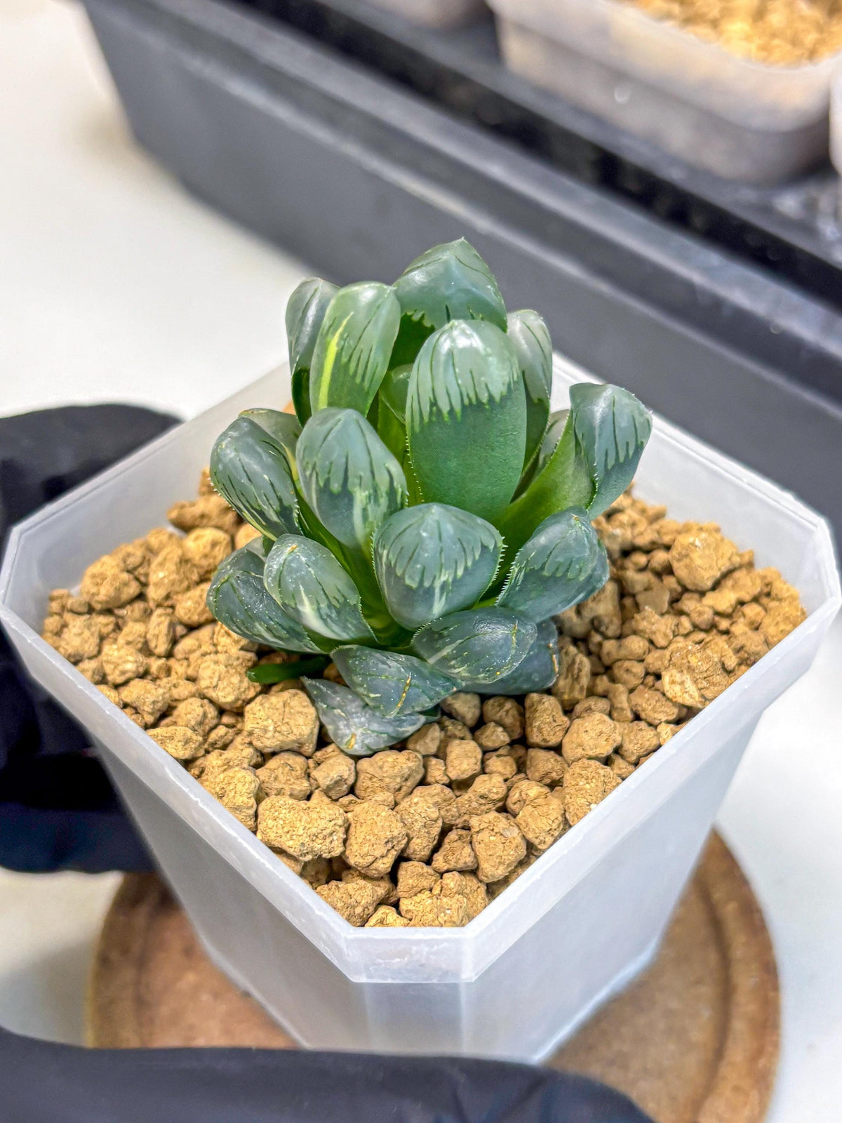 Haworthia Obtusa Ice Light (wa4) (11) | Easy Care Succulent