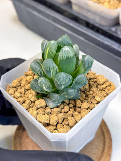 Haworthia Obtusa Ice Light (wa4) (11) | Easy Care Succulent