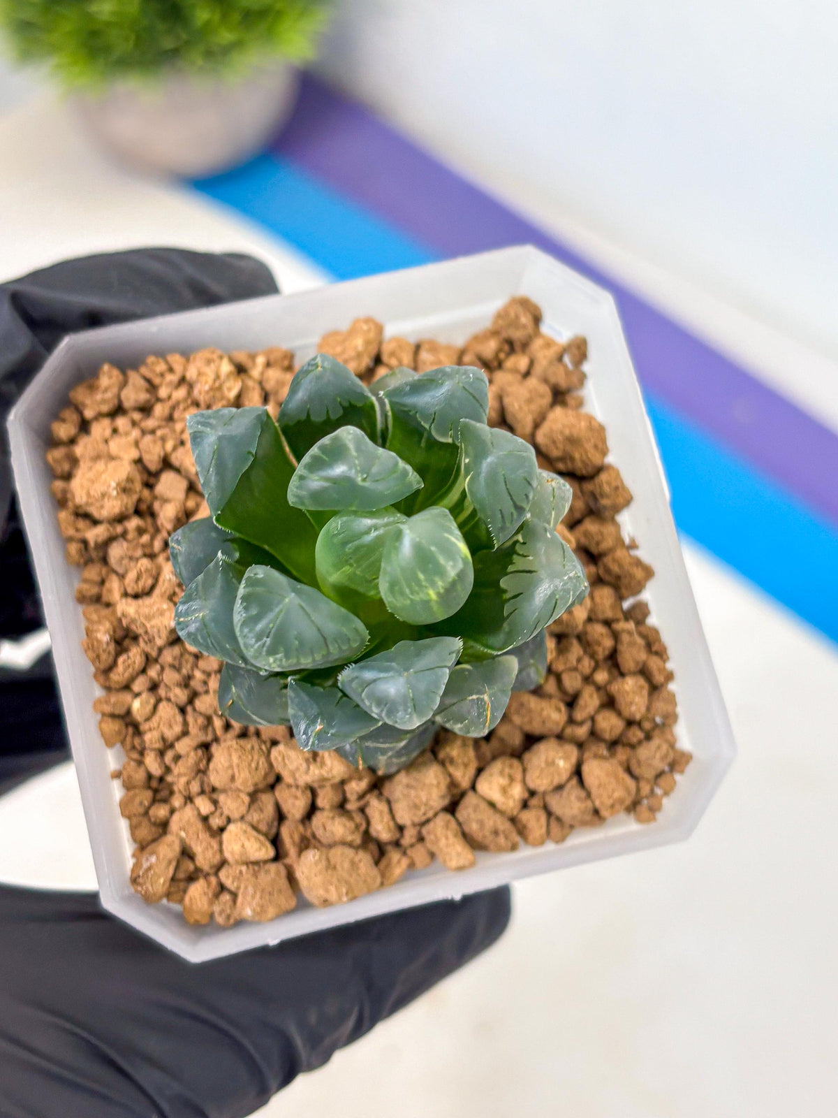 Haworthia Obtusa Ice Light (wa4) (11) | Easy Care Succulent