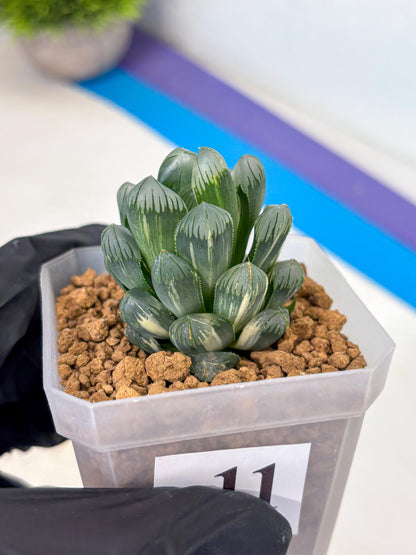 Haworthia Obtusa Ice Light (wa4) (11) | Easy Care Succulent