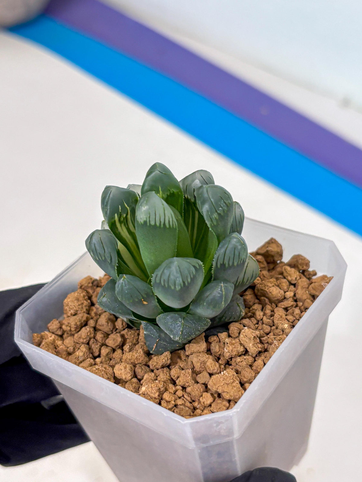 Haworthia Obtusa Ice Light (wa4) (11) | Easy Care Succulent