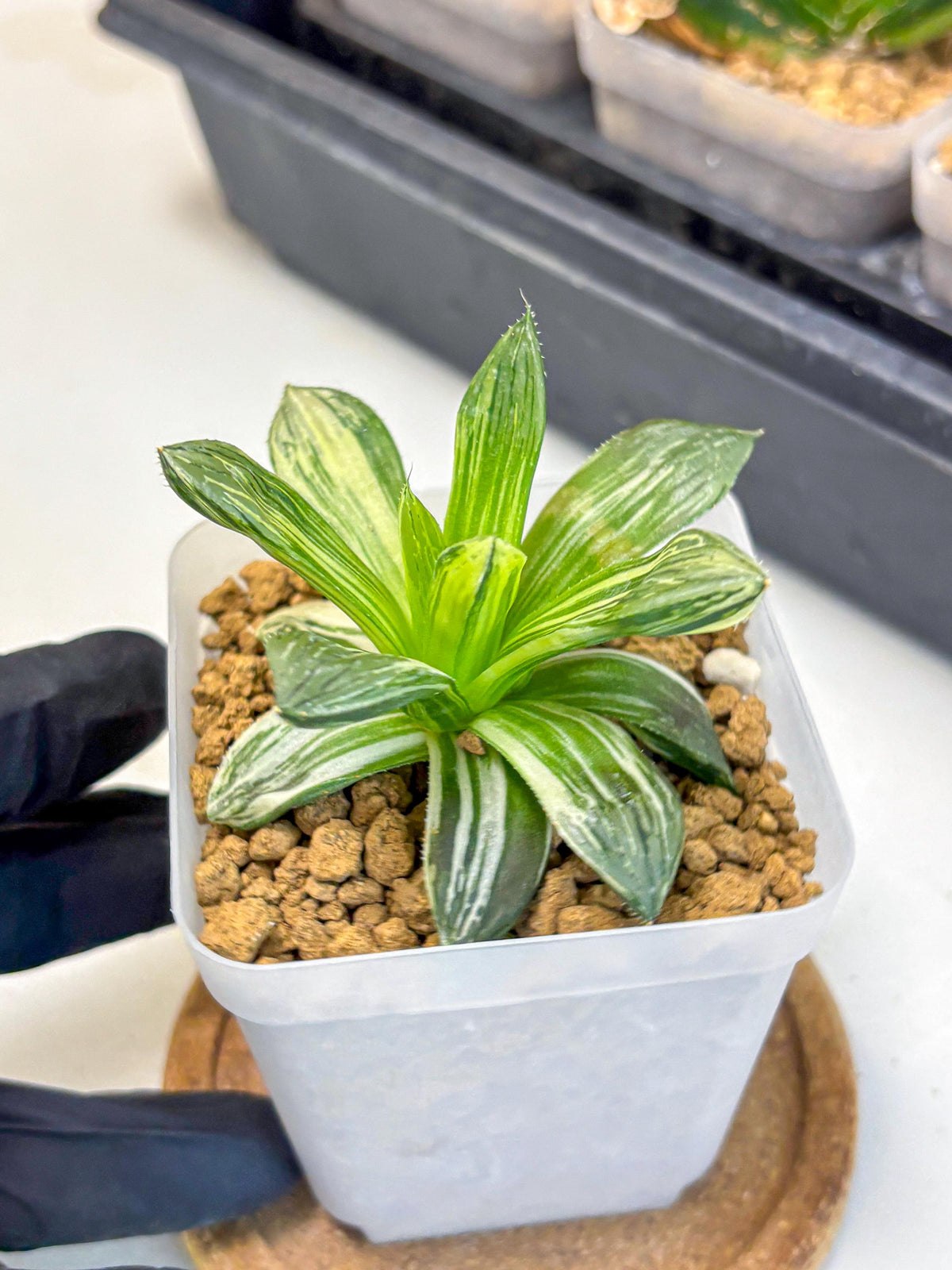 Haworthia Obtusa Hyb Var (wa4) (12) | Easy Care Succulent