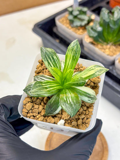 Haworthia Obtusa Hyb Var (wa4) (12) | Easy Care Succulent