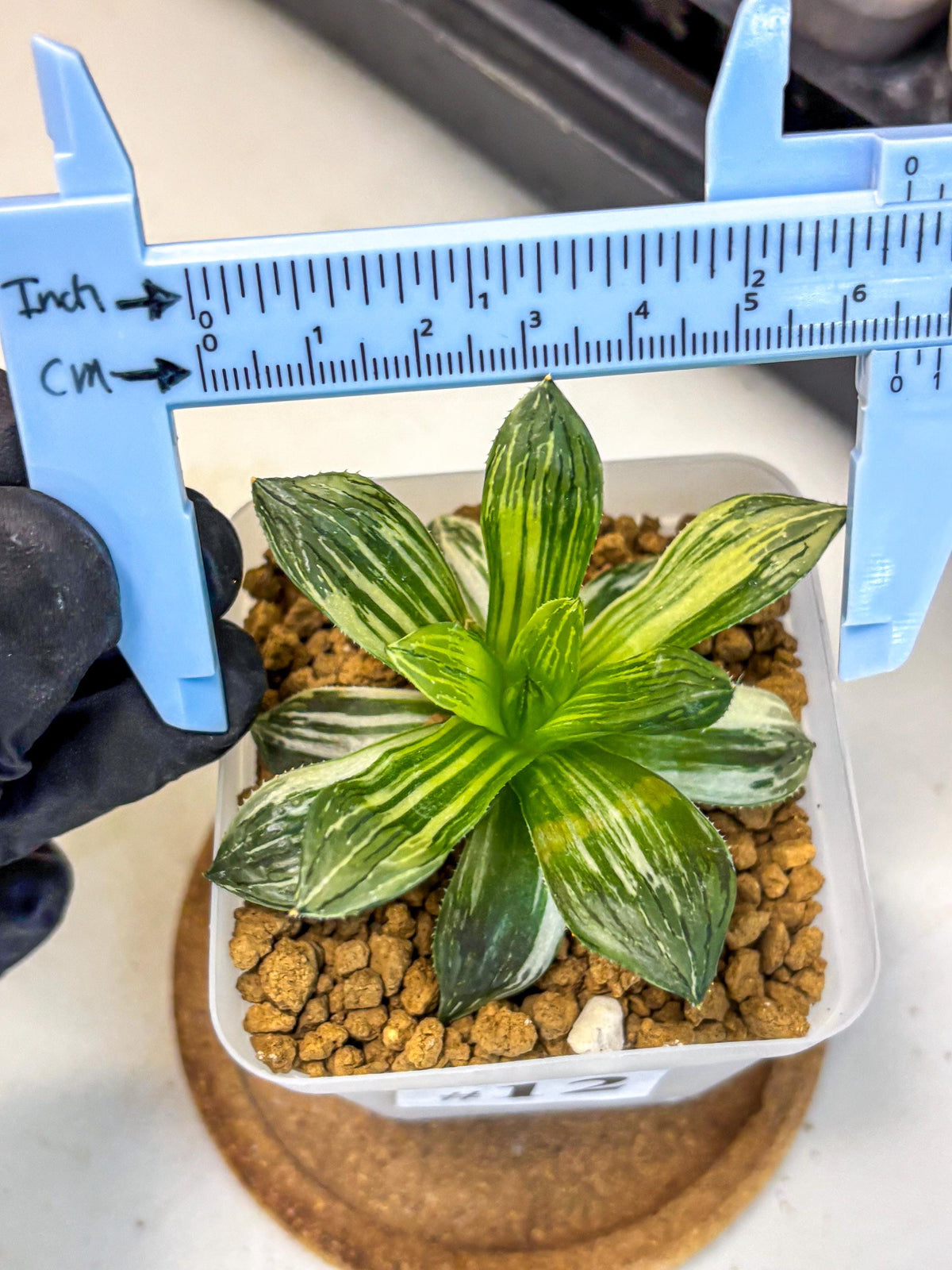 Haworthia Obtusa Hyb Var (wa4) (12) | Easy Care Succulent