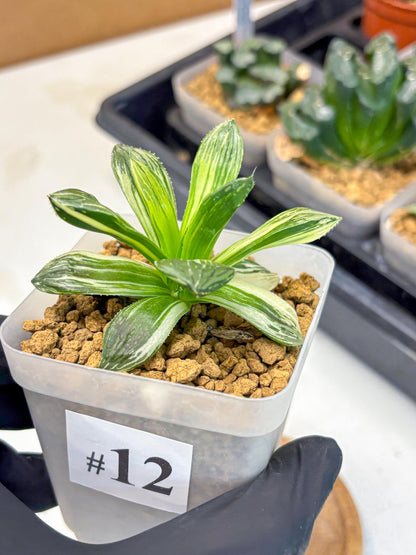 Haworthia Obtusa Hyb Var (wa4) (12) | Easy Care Succulent