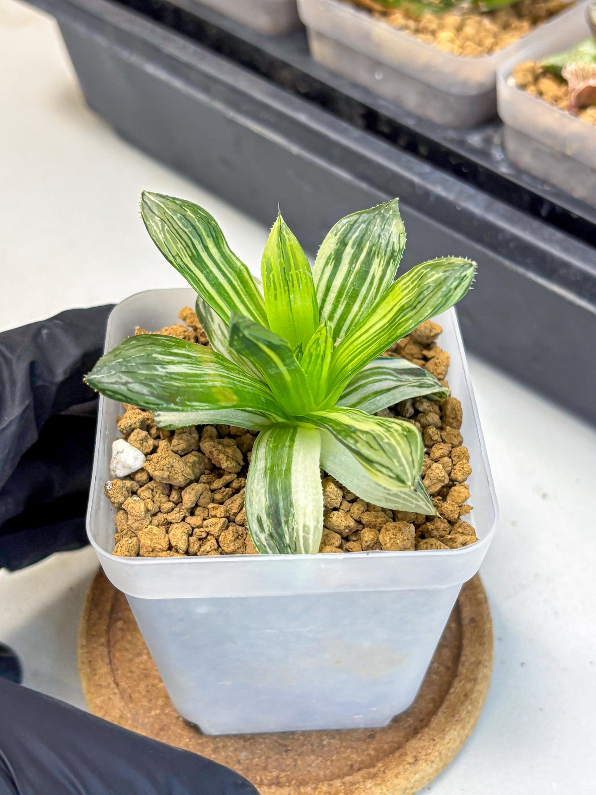 Haworthia Obtusa Hyb Var (wa4) (12) | Easy Care Succulent