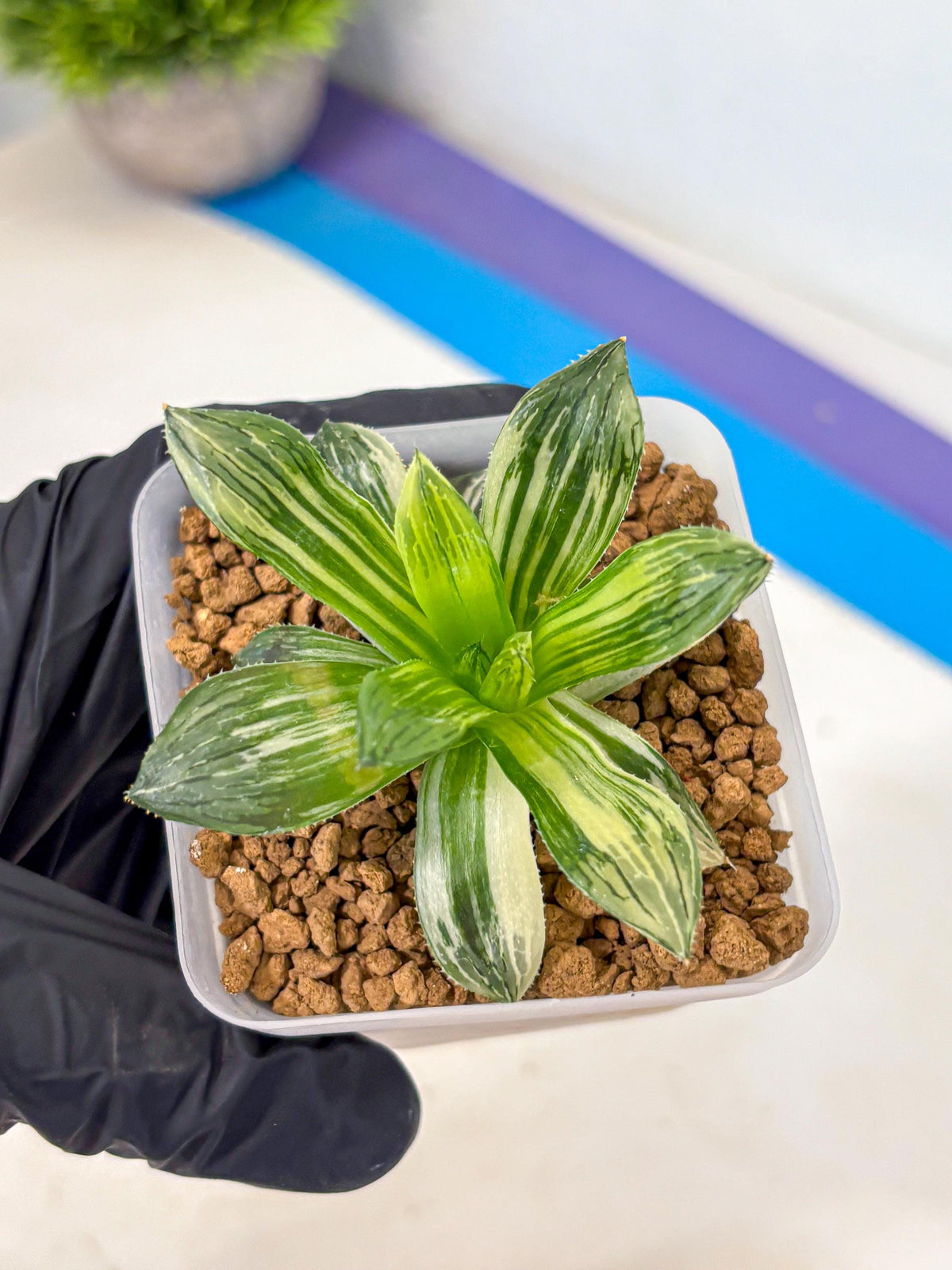 Haworthia Obtusa Hyb Var (wa4) (12) | Easy Care Succulent