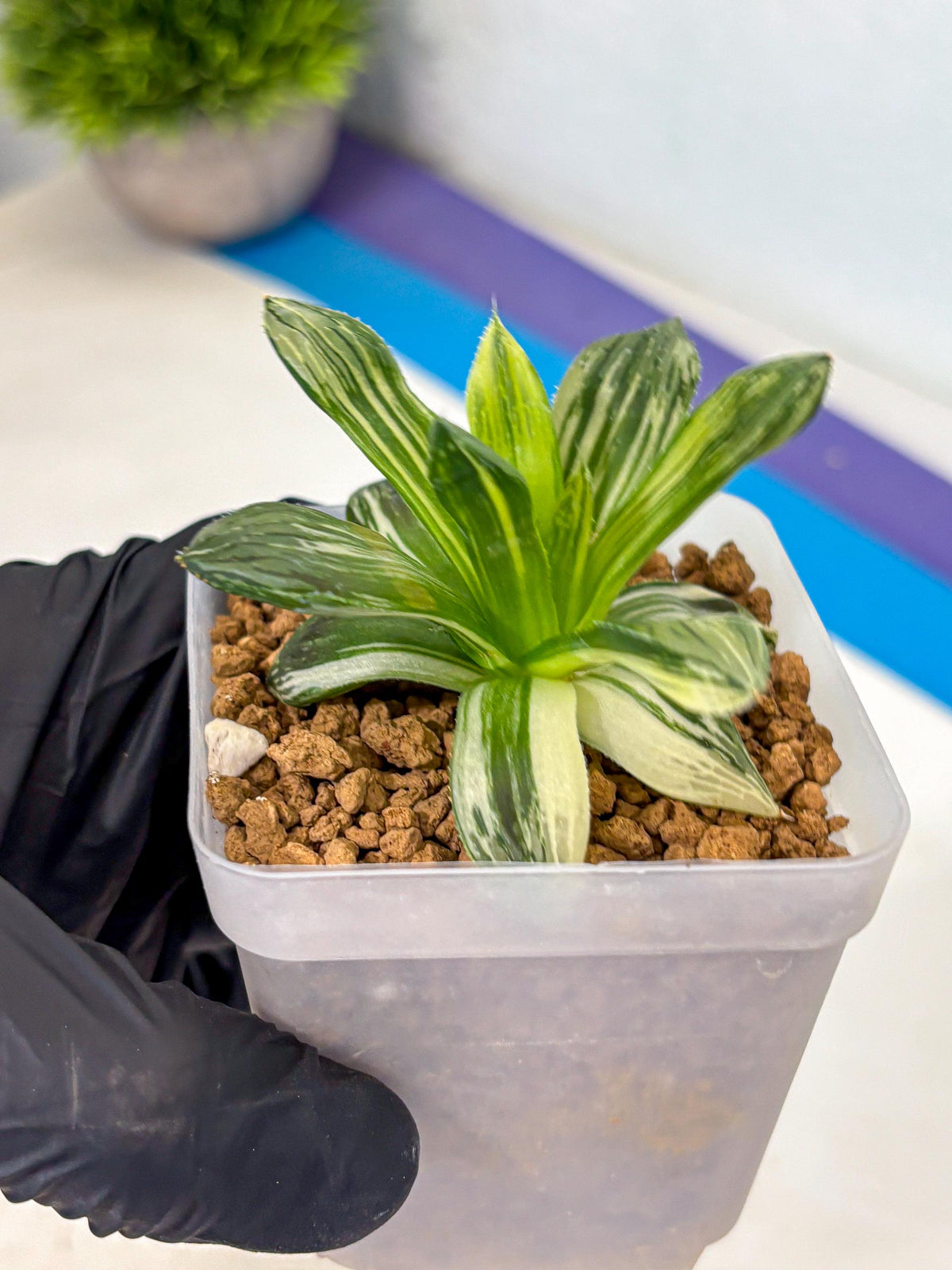 Haworthia Obtusa Hyb Var (wa4) (12) | Easy Care Succulent
