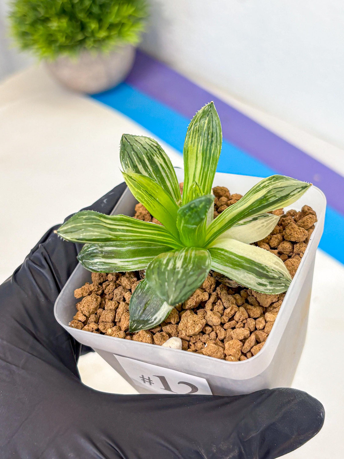 Haworthia Obtusa Hyb Var (wa4) (12) | Easy Care Succulent