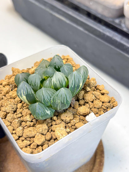 Haworthia Obtusa Suishou Var (wa4) (14) | Easy Care Succulent