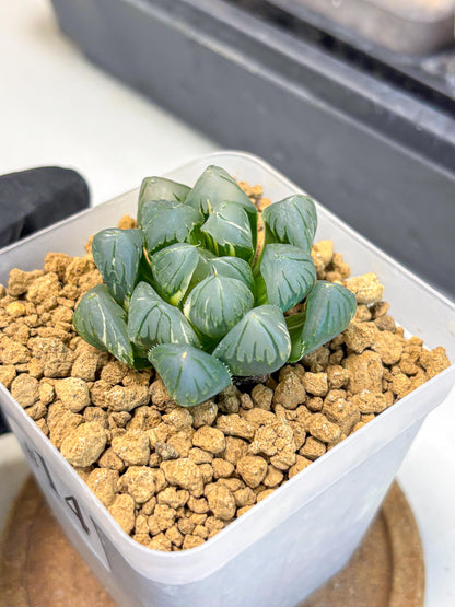 Haworthia Obtusa Suishou Var (wa4) (14) | Easy Care Succulent