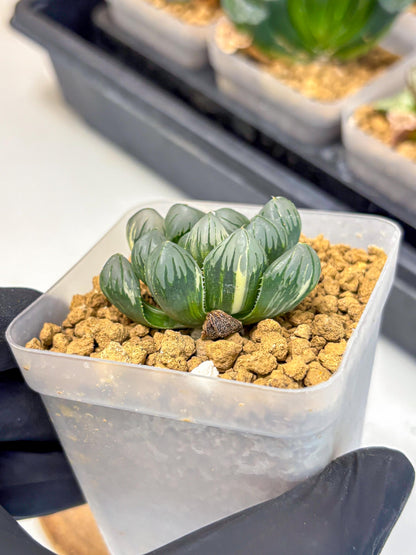 Haworthia Obtusa Suishou Var (wa4) (14) | Easy Care Succulent