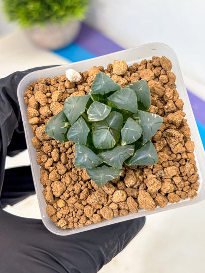 Haworthia Obtusa Suishou Var (wa4) (14) | Easy Care Succulent