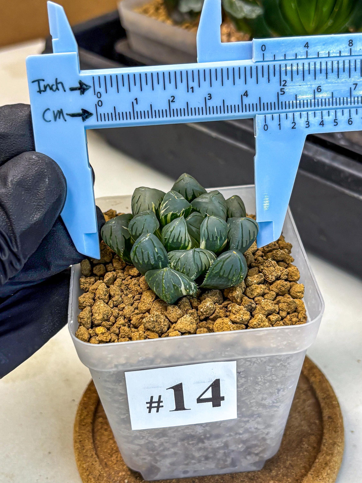 Haworthia Obtusa Suishou Var (wa4) (14) | Easy Care Succulent
