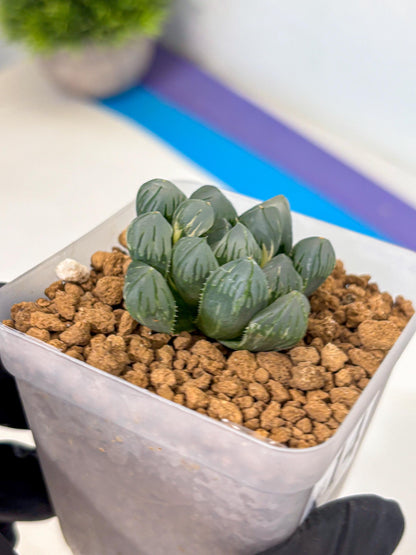 Haworthia Obtusa Suishou Var (wa4) (14) | Easy Care Succulent
