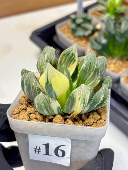 Haworthia Obtusa Emperor Var (wa4) (16) | Easy Care Succulent