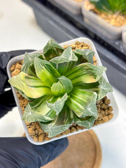 Haworthia Obtusa Emperor Var (wa4) (16) | Easy Care Succulent