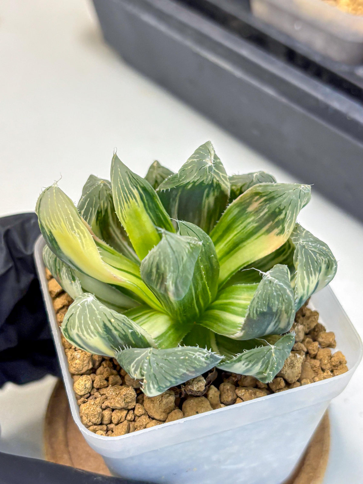 Haworthia Obtusa Emperor Var (wa4) (16) | Easy Care Succulent