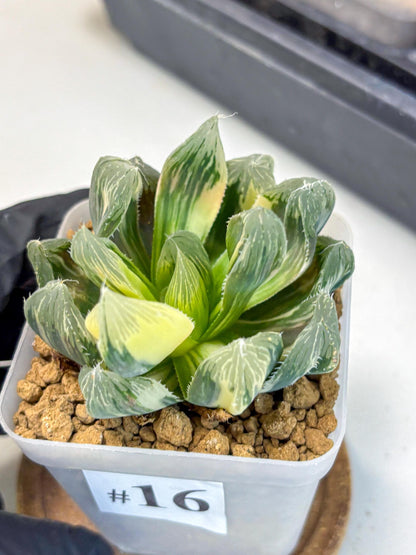 Haworthia Obtusa Emperor Var (wa4) (16) | Easy Care Succulent
