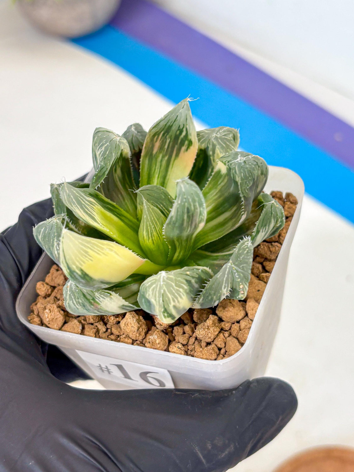 Haworthia Obtusa Emperor Var (wa4) (16) | Easy Care Succulent