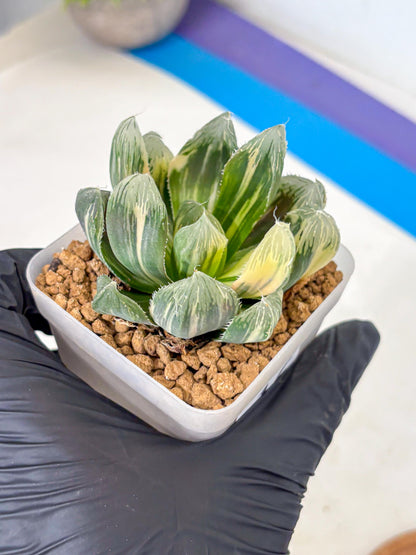 Haworthia Obtusa Emperor Var (wa4) (16) | Easy Care Succulent