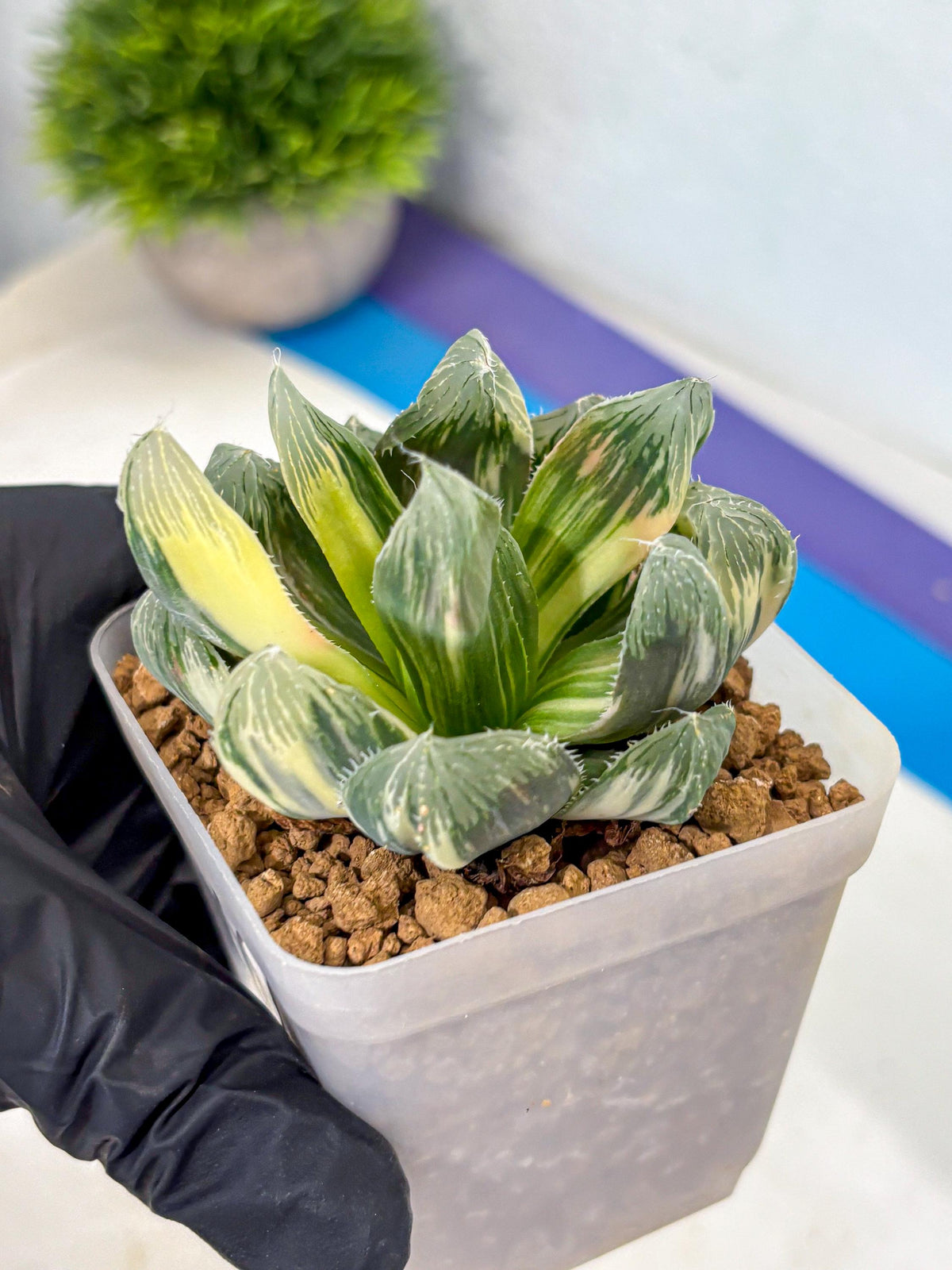 Haworthia Obtusa Emperor Var (wa4) (16) | Easy Care Succulent
