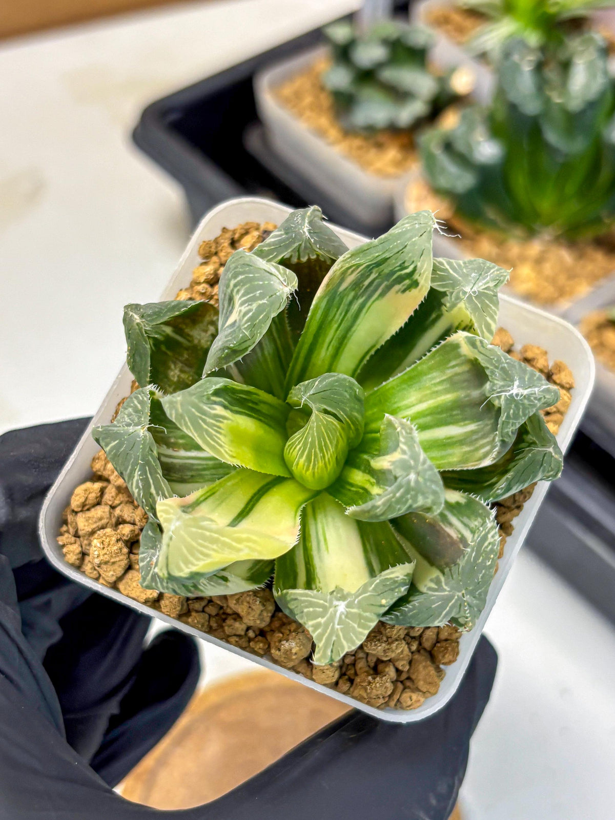 Haworthia Obtusa Emperor Var (wa4) (16) | Easy Care Succulent