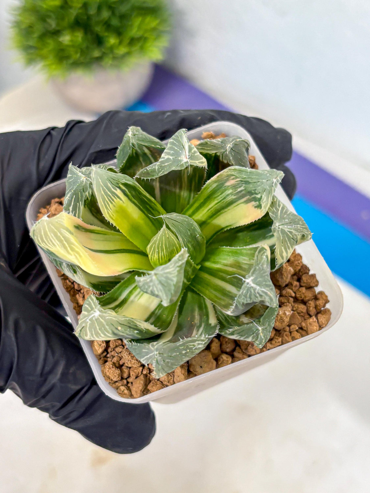 Haworthia Obtusa Emperor Var (wa4) (16) | Easy Care Succulent