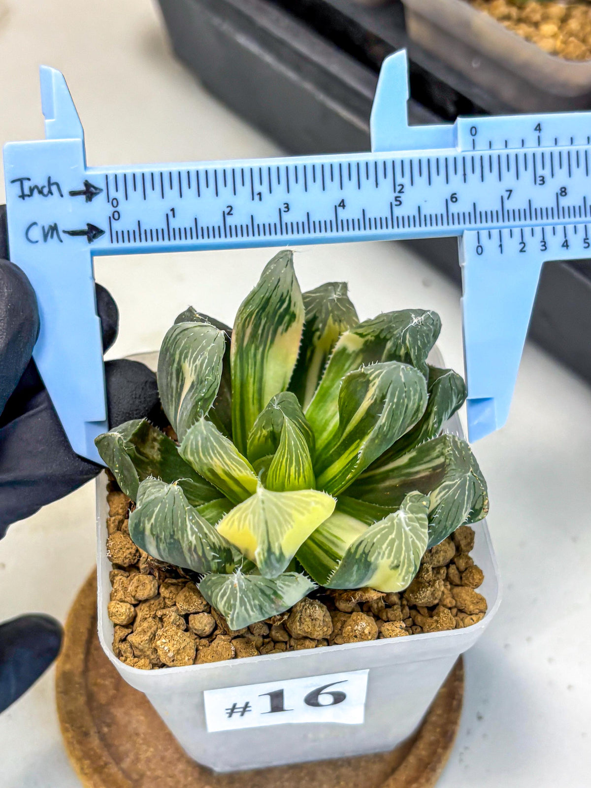 Haworthia Obtusa Emperor Var (wa4) (16) | Easy Care Succulent