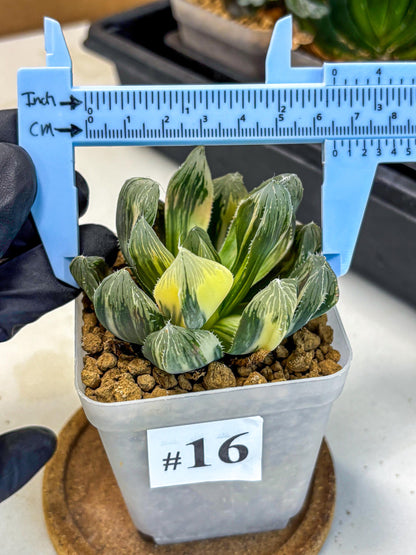 Haworthia Obtusa Emperor Var (wa4) (16) | Easy Care Succulent