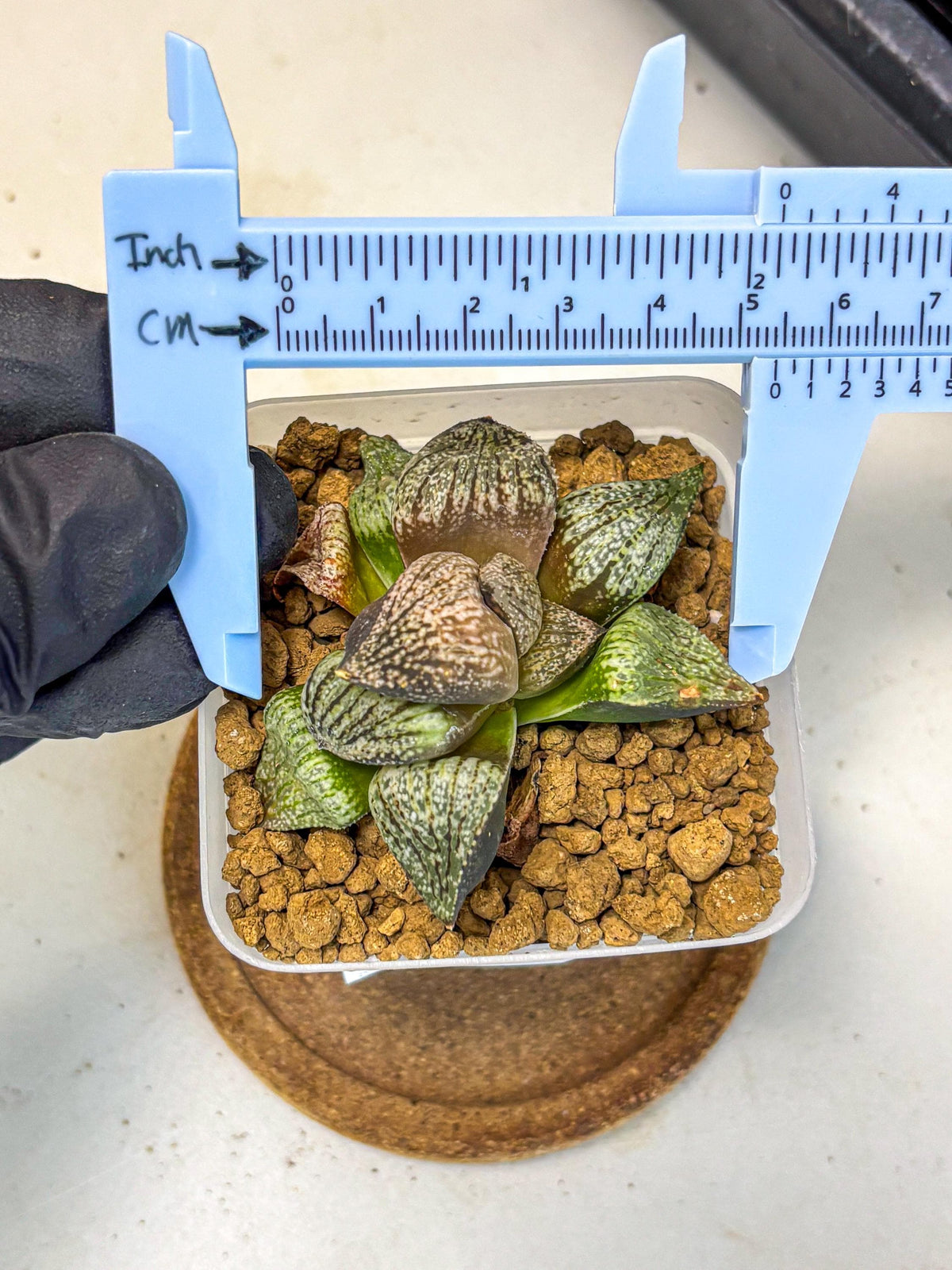 Haworthia Picta Kuro Japan (wa4) (18) | Easy Care Succulent