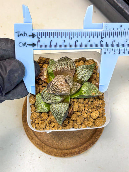 Haworthia Picta Kuro Japan (wa4) (18) | Easy Care Succulent