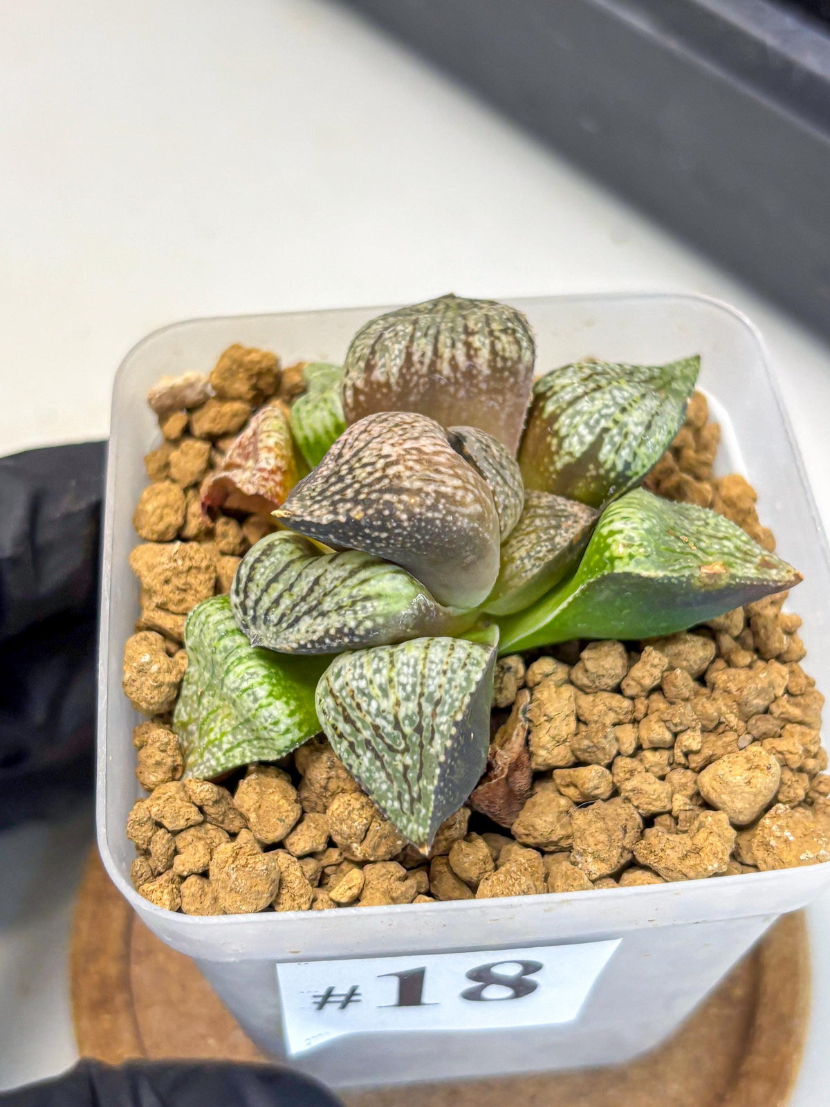 Haworthia Picta Kuro Japan (wa4) (18) | Easy Care Succulent