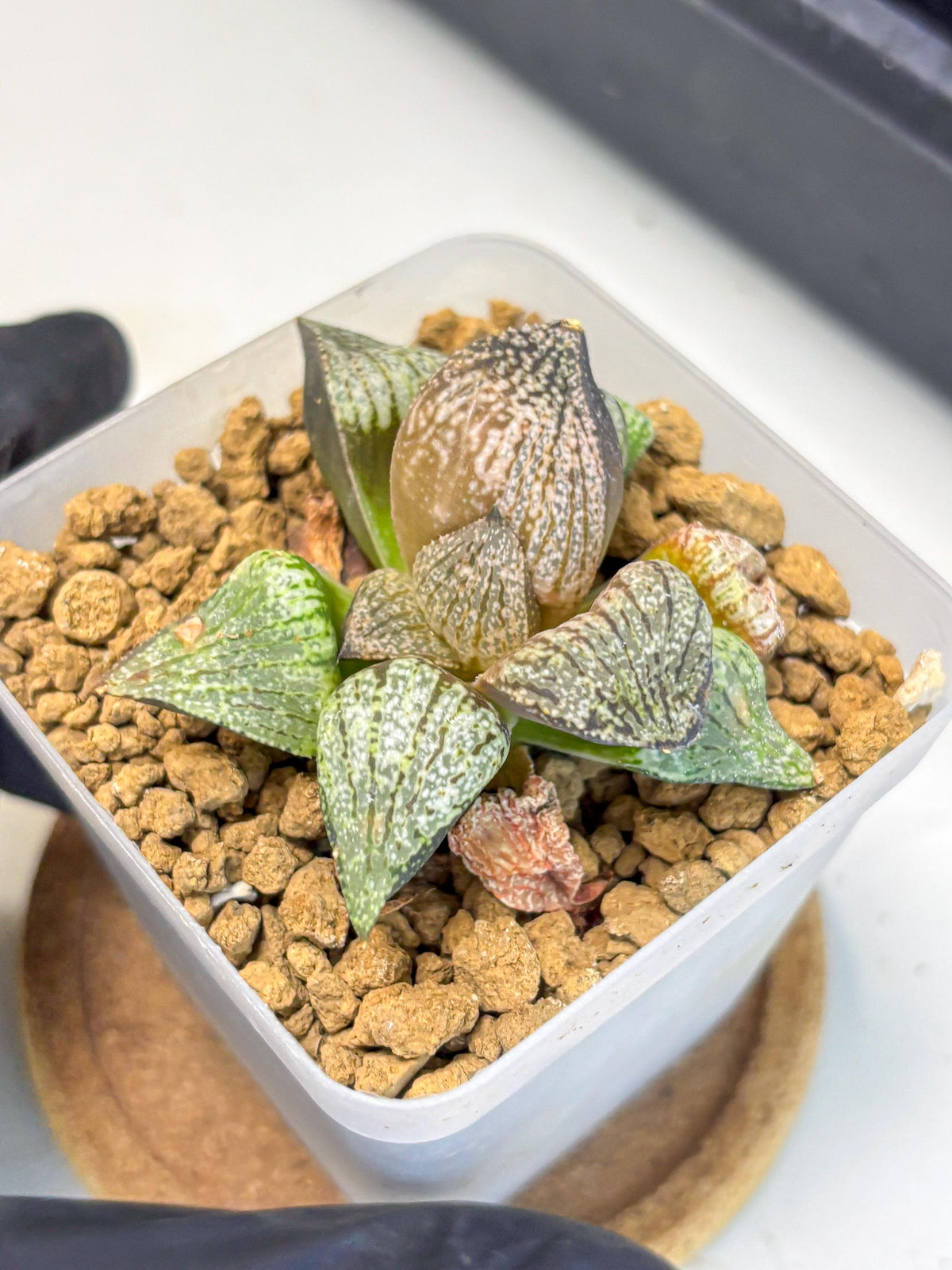 Haworthia Picta Kuro Japan (wa4) (18) | Easy Care Succulent