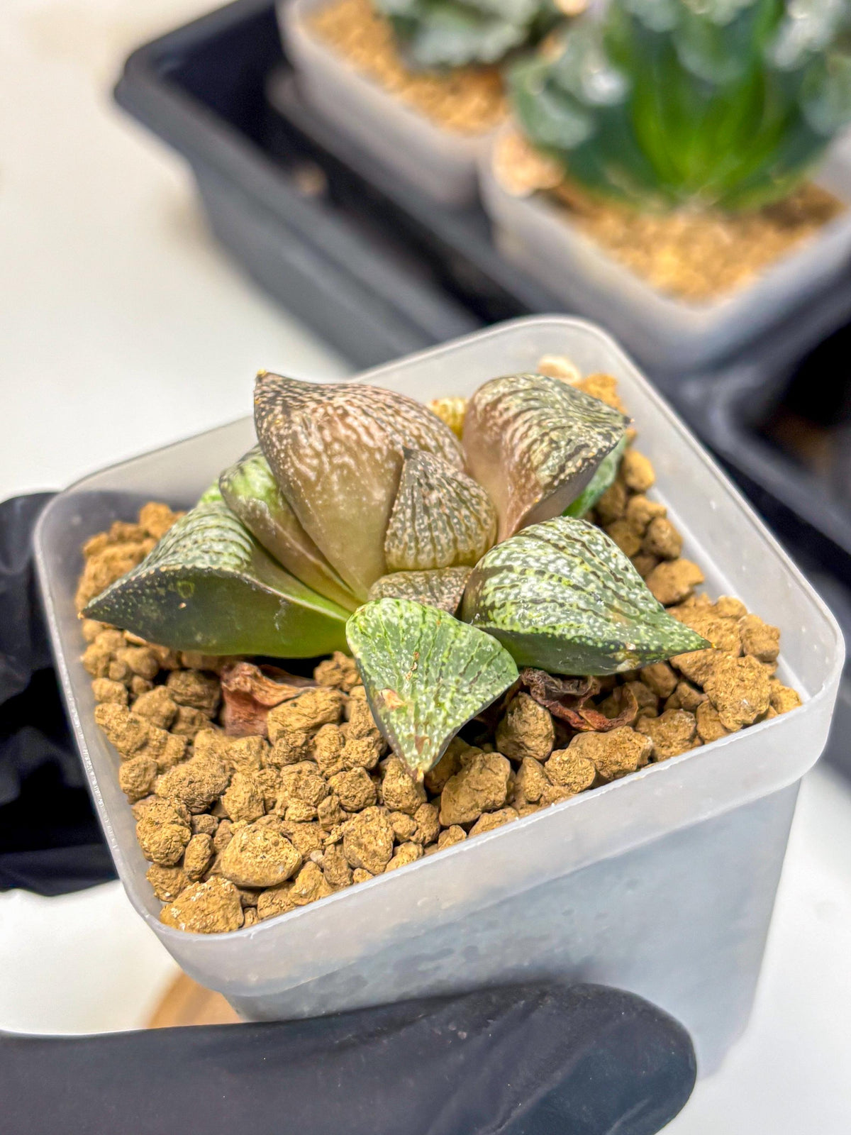 Haworthia Picta Kuro Japan (wa4) (18) | Easy Care Succulent