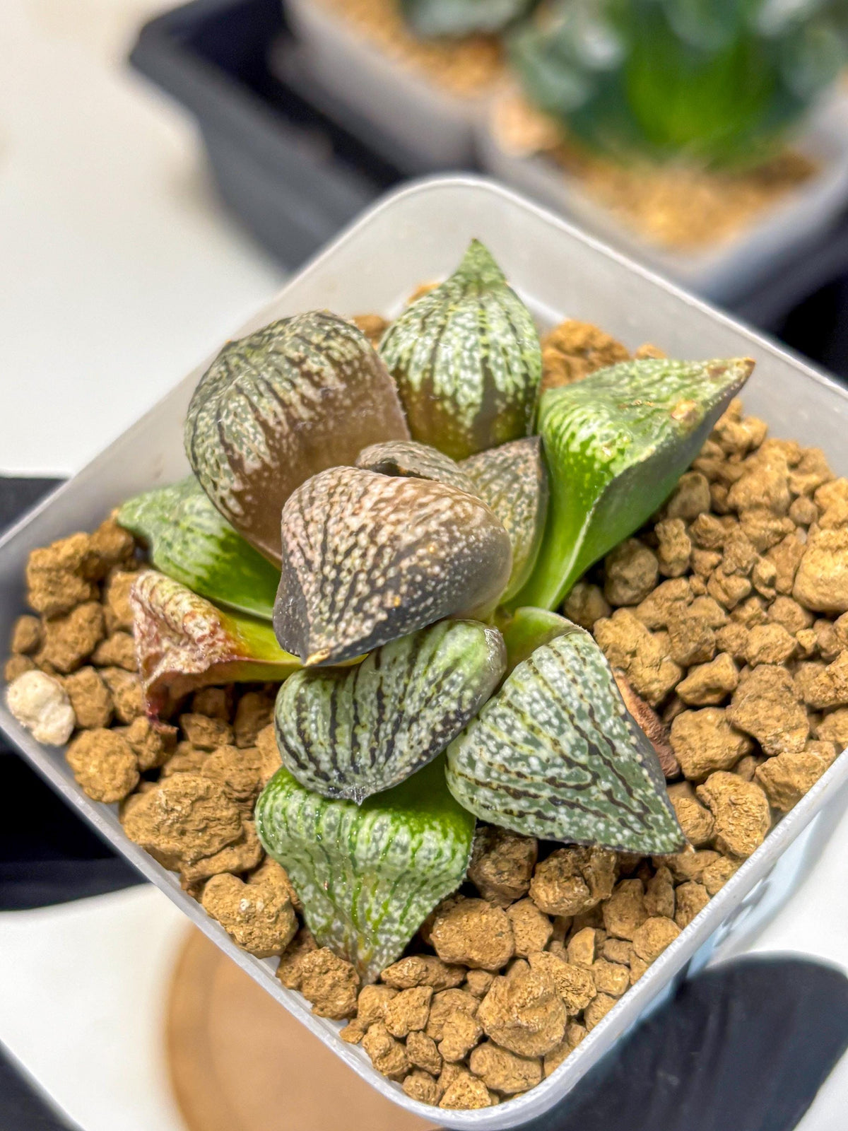 Haworthia Picta Kuro Japan (wa4) (18) | Easy Care Succulent