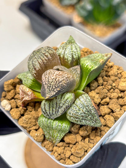 Haworthia Picta Kuro Japan (wa4) (18) | Easy Care Succulent