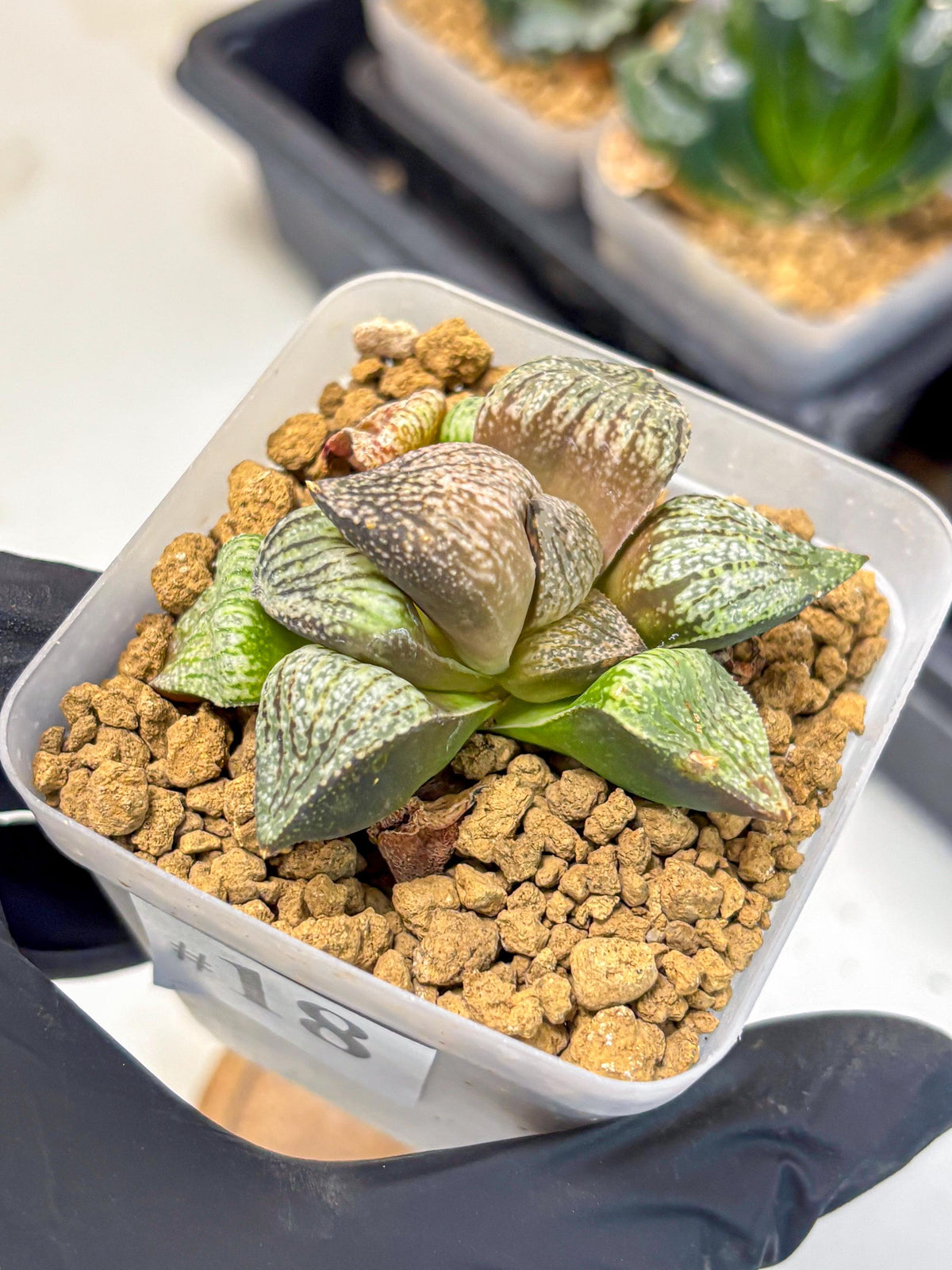 Haworthia Picta Kuro Japan (wa4) (18) | Easy Care Succulent