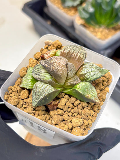 Haworthia Picta Kuro Japan (wa4) (18) | Easy Care Succulent