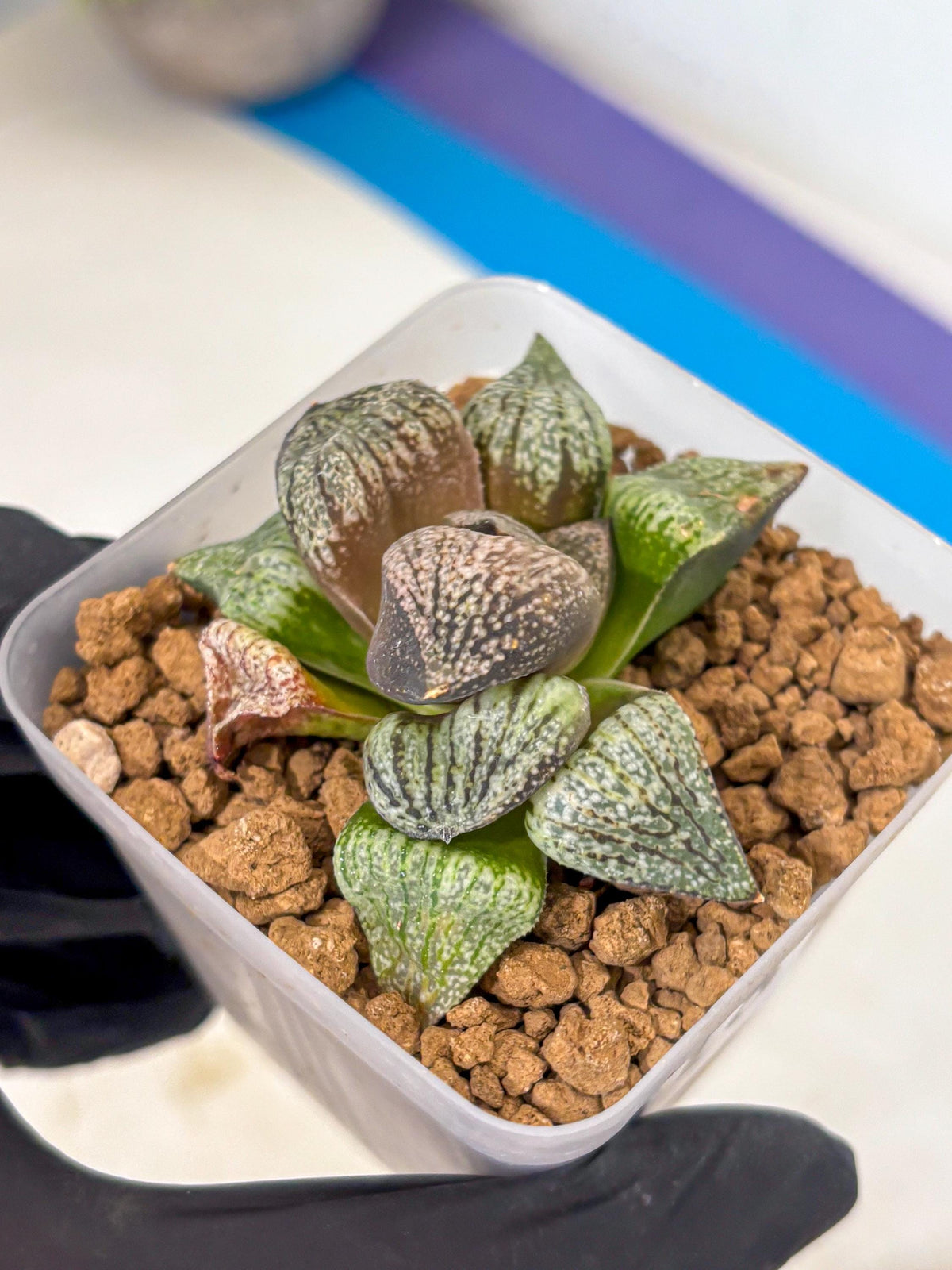 Haworthia Picta Kuro Japan (wa4) (18) | Easy Care Succulent