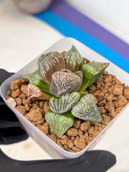 Haworthia Picta Kuro Japan (wa4) (18) | Easy Care Succulent