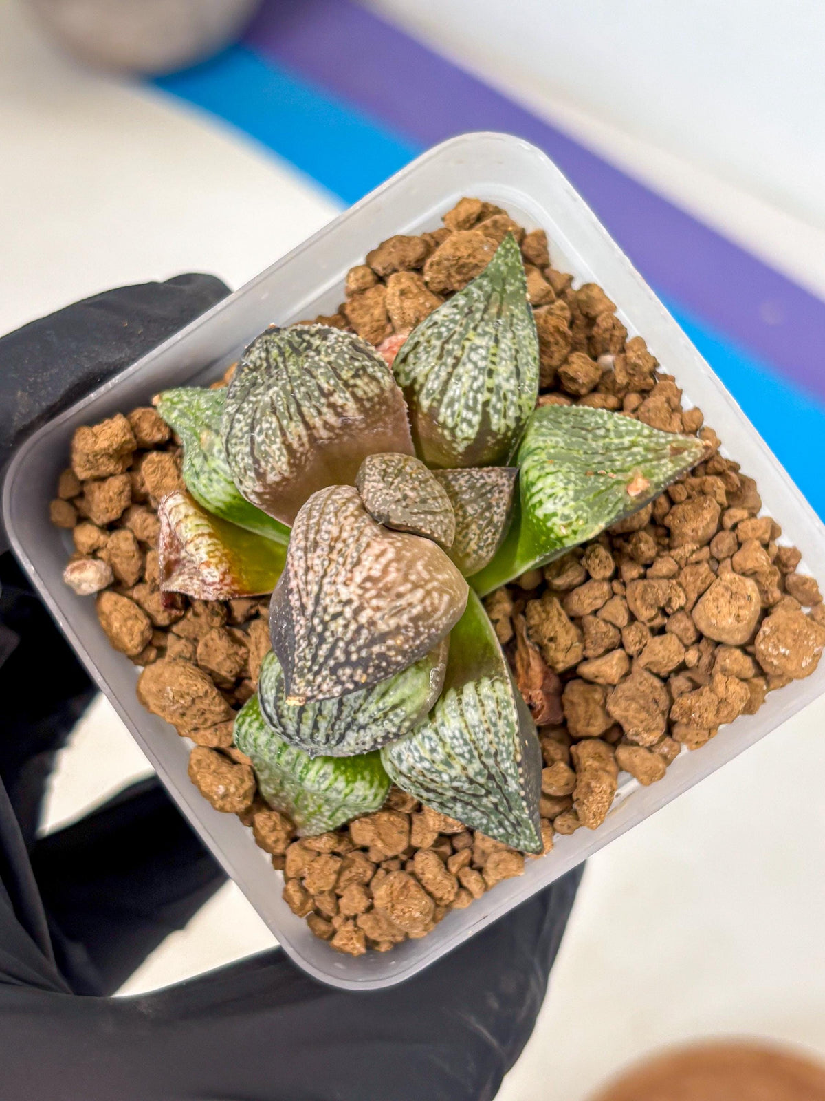 Haworthia Picta Kuro Japan (wa4) (18) | Easy Care Succulent