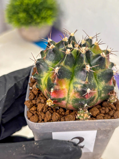 Gymnocalycium Tequila (gy5) (2) | Collectable