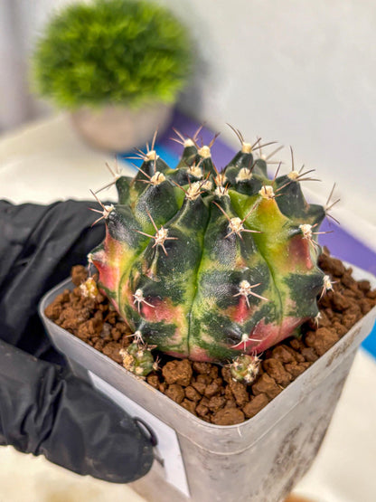 Gymnocalycium Tequila (gy5) (2) | Collectable