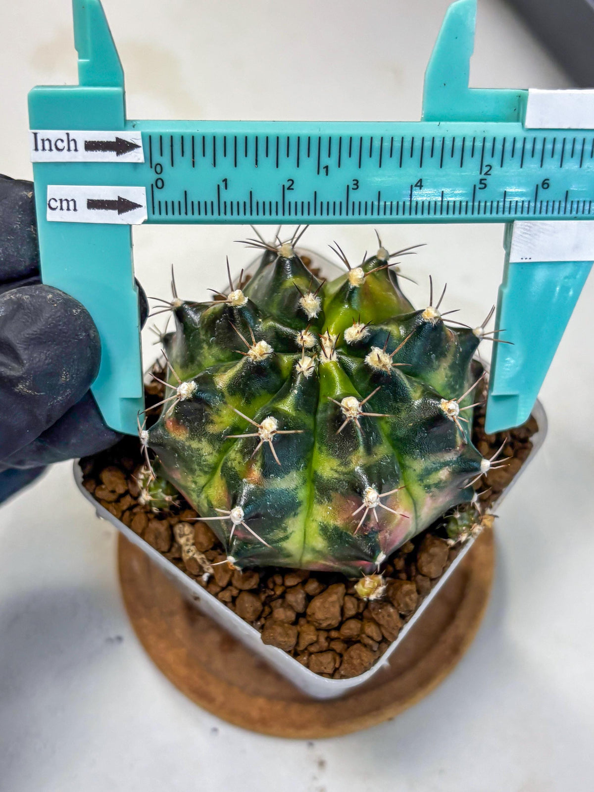 Gymnocalycium Tequila (gy5) (2) | Collectable