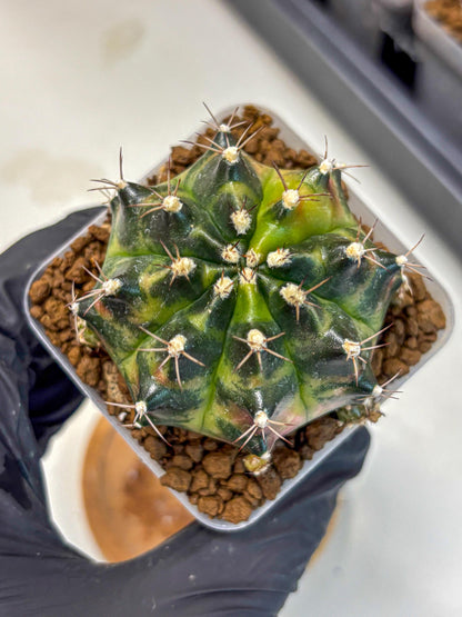 Gymnocalycium Tequila (gy5) (2) | Collectable