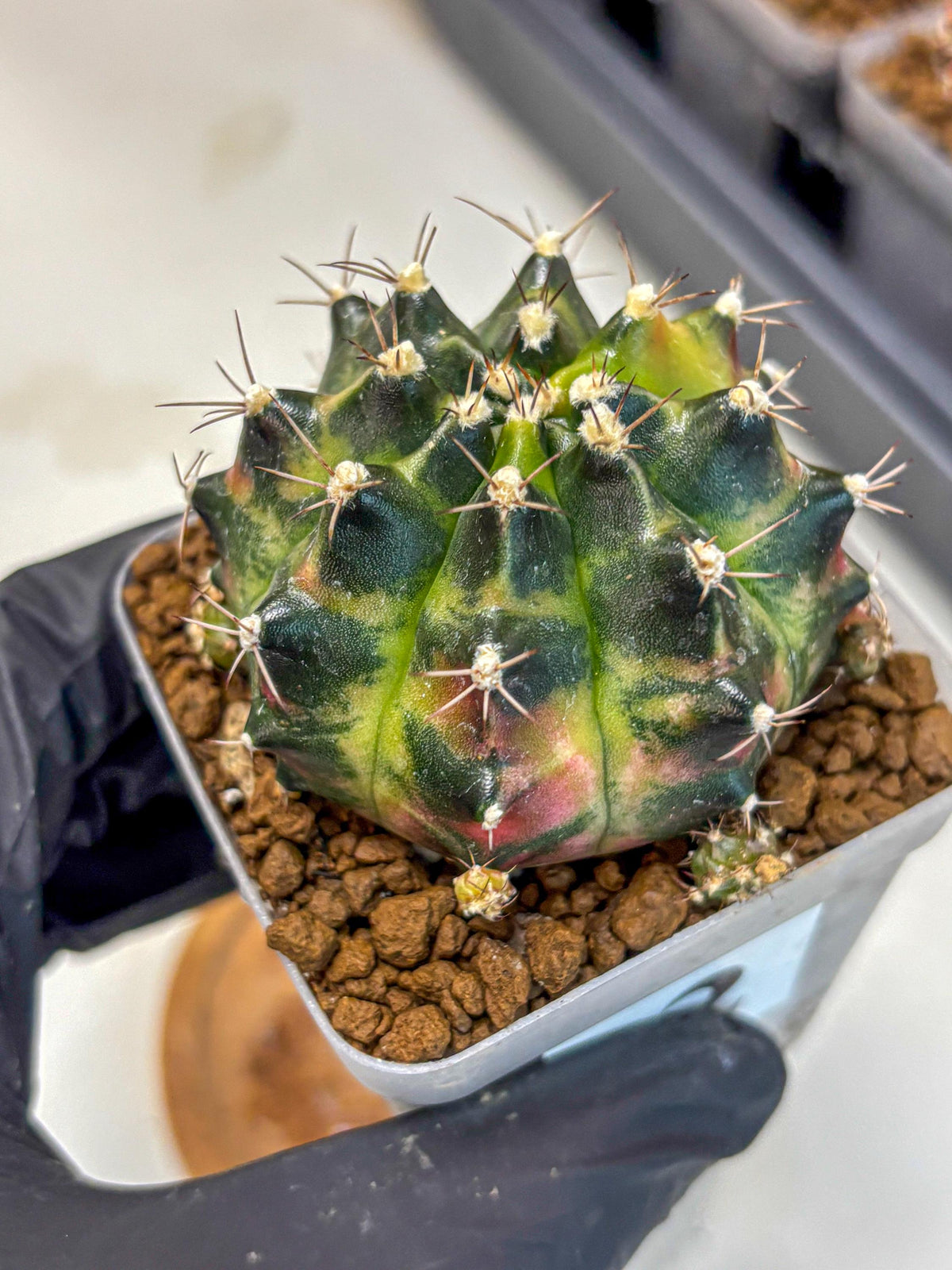 Gymnocalycium Tequila (gy5) (2) | Collectable
